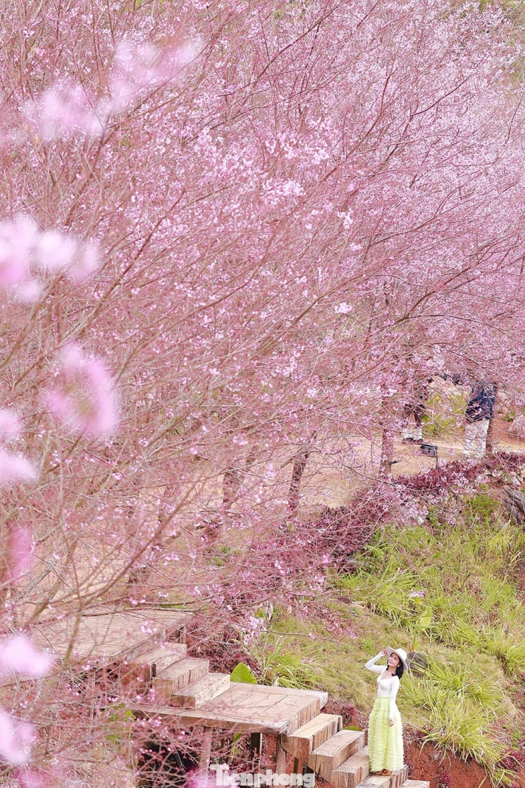 Mai anh đào trên cao nguyên Mộc Châu vào mùa đẹp nhất năm - 13