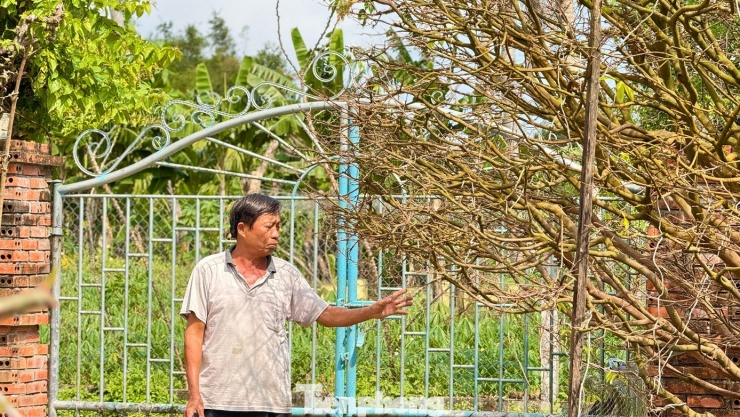 Theo ông Trần Tân, cây mai này thuộc giống mai xuân hoa 5 cánh, đọt xanh, được trồng từ thời cha ông. “Từ trước đến nay, gia đình tôi không tốn nhiều công chăm sóc hay uốn nắn. Cây phát triển hoàn toàn tự nhiên, dáng thế ra sao thì giữ nguyên như vậy”, ông Tân chia sẻ.