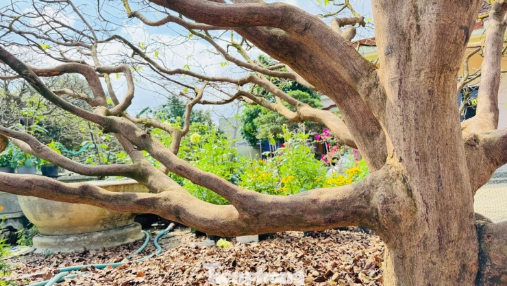 Cận cảnh cụ mai 70 năm độc nhất vô nhị được ‘hét giá’ 3,5 tỷ đồng - 9