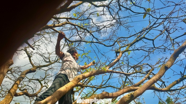 Cận cảnh cụ mai 70 năm độc nhất vô nhị được ‘hét giá’ 3,5 tỷ đồng - 12