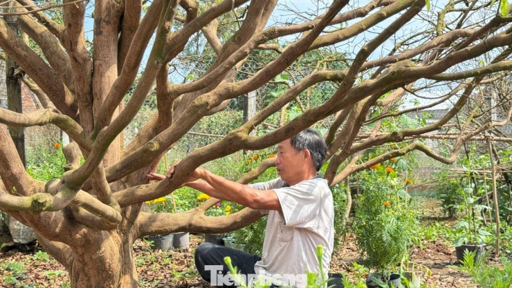 Cận cảnh cụ mai 70 năm độc nhất vô nhị được ‘hét giá’ 3,5 tỷ đồng - 14