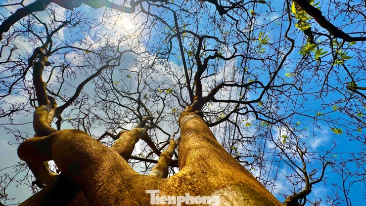 Theo ông Tân, trong nhiều năm qua, cây mai này liên tục được người chơi mai ở khắp nơi tới hỏi mua. Đặc biệt, vào năm 2023, có người trả giá hơn 1,7 tỷ đồng, song gia đình ông vẫn quyết định không bán. “Đây là cây mai gắn bó với gia đình qua nhiều thế hệ. Hơn nữa, dáng thế và tuổi đời của cây rất hiếm, nên gia đình tôi không vội bán”, ông Tân chia sẻ.