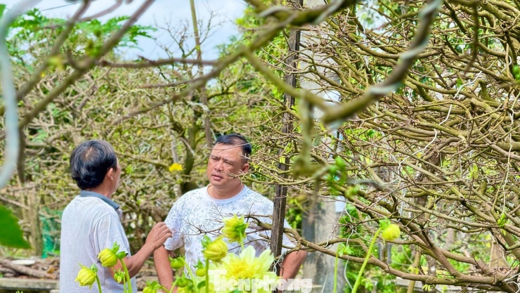 Cận cảnh cụ mai 70 năm độc nhất vô nhị được ‘hét giá’ 3,5 tỷ đồng - 17