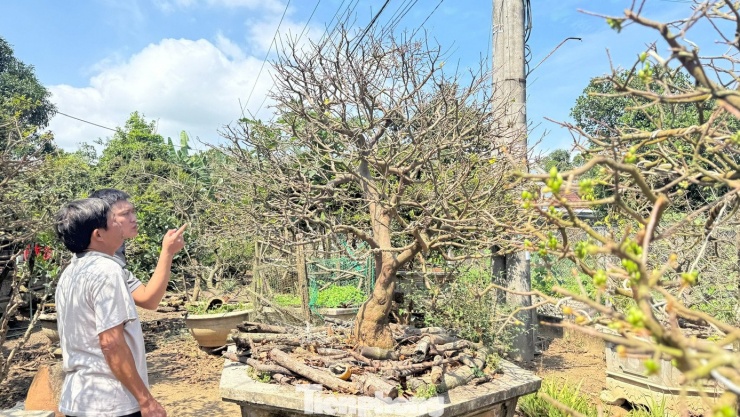 Cận cảnh cụ mai 70 năm độc nhất vô nhị được ‘hét giá’ 3,5 tỷ đồng - 23