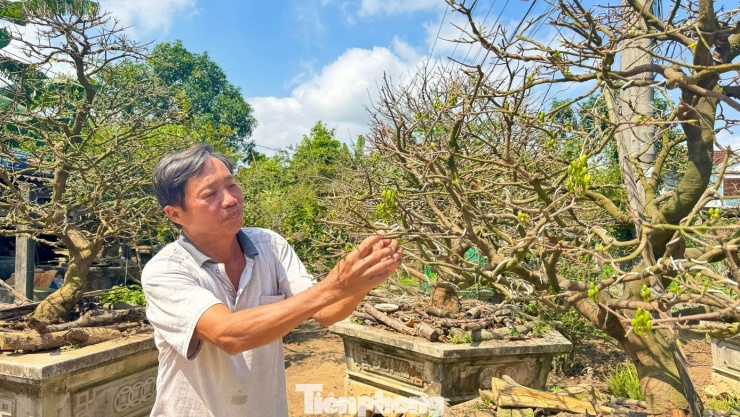 Không chỉ có “cụ mai” giá tiền tỷ, trong khu vườn rộng của ông Tân còn có nhiều cây mai khác với độ tuổi và kích thước khác nhau. Những cây mai này đều được trồng theo phương thức truyền thống, để phát triển tự nhiên, ít can thiệp tạo dáng. Giá bán dao động từ 40 - 140 triệu đồng mỗi cây, tùy dáng thế và độ lớn.