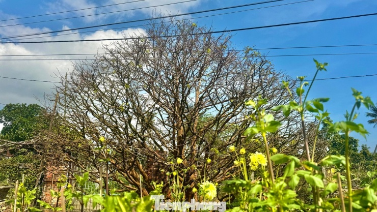 Theo người dân địa phương, thôn Đông Hòa từ lâu đã được xem là vùng trồng mai truyền thống của tỉnh Quảng Ngãi. Hầu như nhà nào trong thôn cũng có mai trồng trong vườn, nhiều hộ trồng từ vài cây đến hàng chục cây để vừa chơi Tết, vừa bán tăng thu nhập. Mai ở đây chủ yếu được trồng theo lối tự nhiên, phù hợp với điều kiện thổ nhưỡng và khí hậu địa phương, nên cây khỏe, hoa bền và sắc vàng đậm.