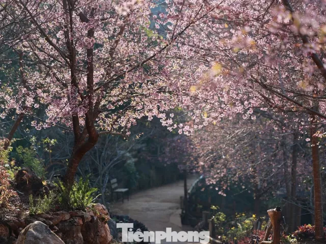 Mai anh đào trên cao nguyên Mộc Châu vào mùa đẹp nhất năm