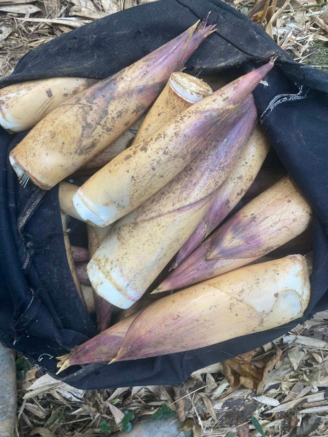 Măng vầu được nhiều khách hàng yêu thích nhờ vị giòn, ngọt, bùi đặc trưng.