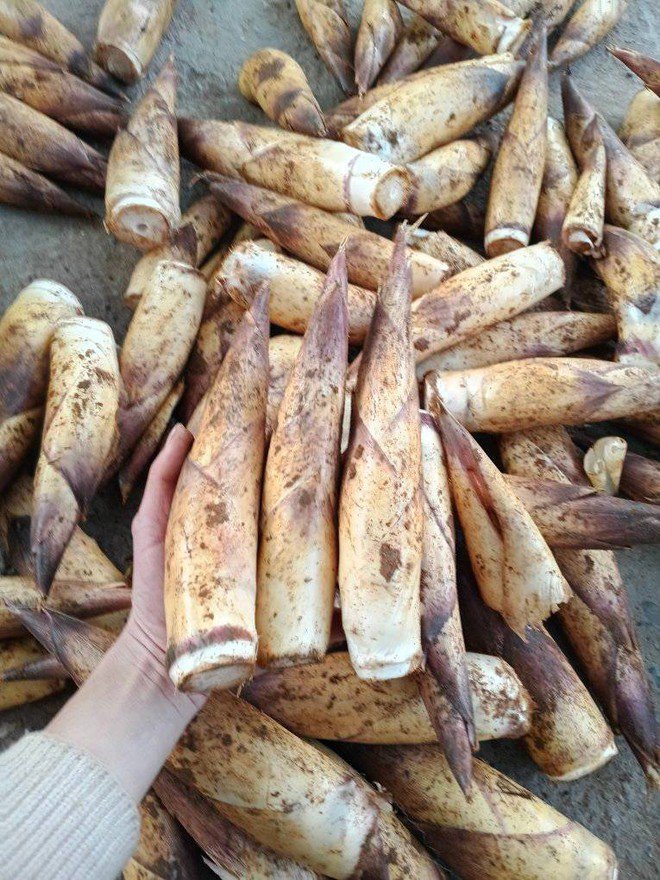 Măng vầu vào mùa, giá cao nhưng vẫn ‘đắt khách’ - 2