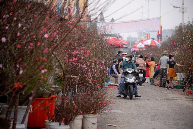 Miền Bắc có thể đón Tết Nguyên đán trong nền nhiệt cao hơn trung bình nhiều năm.