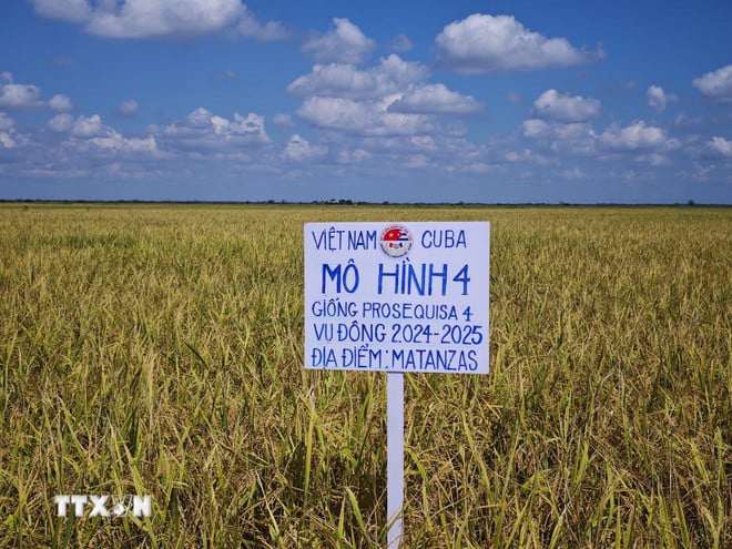 Diện tích lúa trên cánh đồng thực hiện dự án hợp tác Việt Nam - Cu ba. Ảnh: TTXVN.