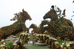 Chậu quýt 'Mã đáo thành công' giá hơn 400 triệu đồng