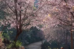 Mai anh đào trên cao nguyên Mộc Châu vào mùa đẹp nhất năm