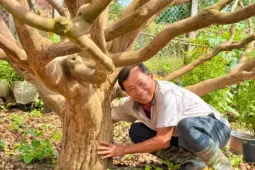 Cận cảnh cụ mai 70 năm độc nhất vô nhị được ‘hét giá’ 3,5 tỷ đồng