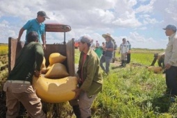 Việt Nam tiếp tục mang hạt giống lúa mới sang Cuba, Trung Quốc cam kết hỗ trợ Cuba 60.000 tấn gạo