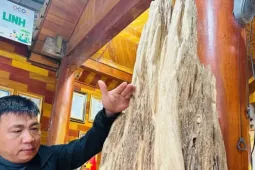 Khối gỗ trầm hương cổ thụ quý hiếm được trả giá nửa tỷ đồng ở Hà Tĩnh