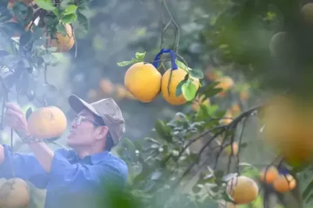 'Đột nhập' thủ phủ bưởi Diễn nức tiếng Hà Nội