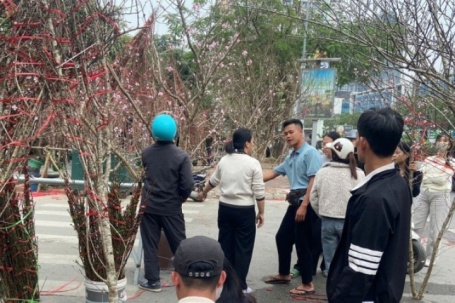 Đào rừng đắt khách, buôn lái phấn khởi thu về gần trăm triệu đồng mỗi ngày