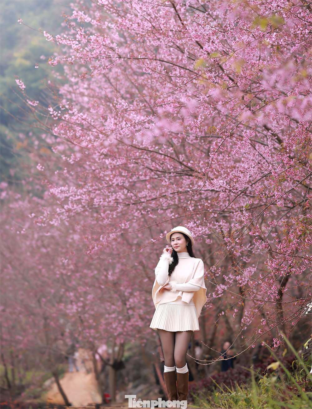 Mai anh đào trên cao nguyên Mộc Châu vào mùa đẹp nhất năm - 3