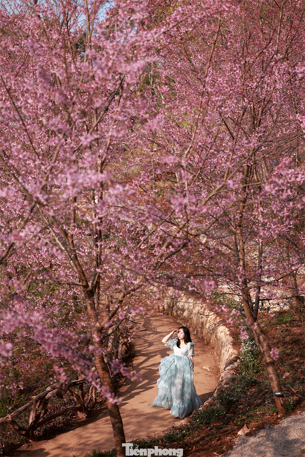 Mai anh đào trên cao nguyên Mộc Châu vào mùa đẹp nhất năm - 8