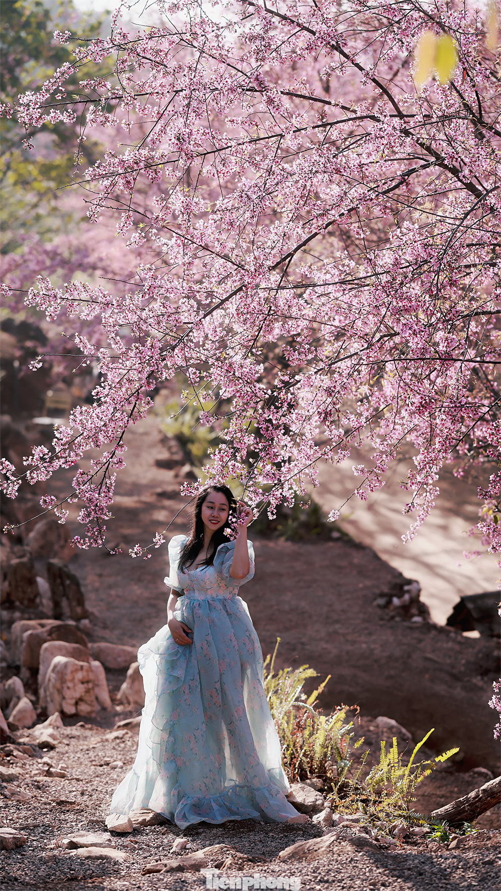 Mai anh đào trên cao nguyên Mộc Châu vào mùa đẹp nhất năm - 7