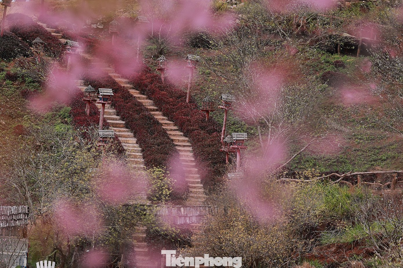 Mai anh đào trên cao nguyên Mộc Châu vào mùa đẹp nhất năm - 11