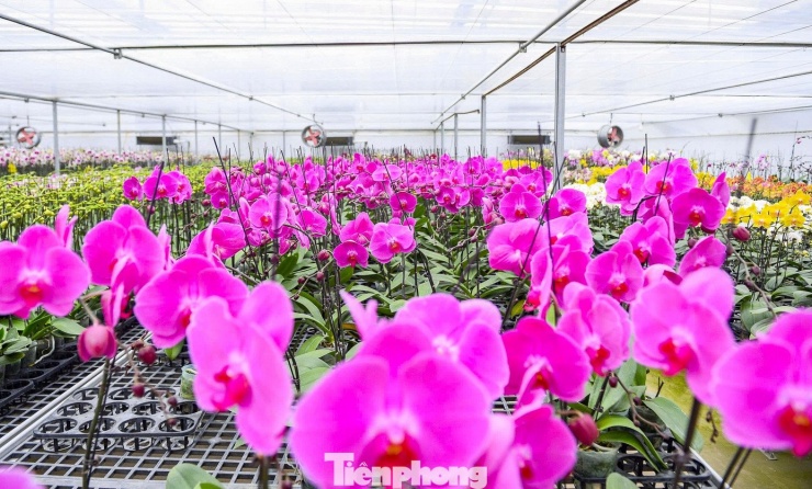 Ông Nguyễn Xuân Thiên ở Thanh Hóa đã đầu tư hơn 10 tỷ đồng xây dựng khu nhà màng rộng khoảng 2.000m², ươm trồng gần 40.000 chậu lan hồ điệp. Đây là mô hình trồng lan hồ điệp ứng dụng công nghệ cao, quy mô lớn đầu tiên tại tỉnh này.