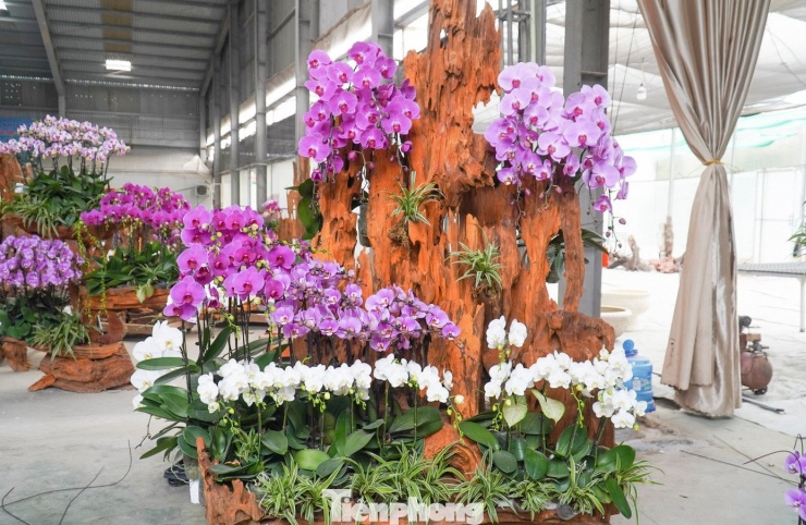 Giá bán dao động từ 1,8 - 20 triệu đồng/chậu đối với khách lẻ; riêng các đơn hàng lớn cung cấp cho nhà hàng, khách sạn, doanh nghiệp có giá trị lên tới hàng trăm triệu đồng. Những tác phẩm lan cắm trên lũa tự nhiên, thiết kế cầu kỳ, tiếp tục là dòng sản phẩm cao cấp được nhiều khách hàng lựa chọn.