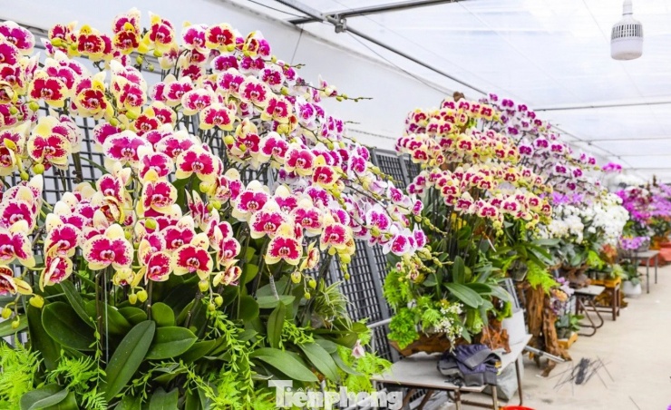 Bên cạnh lan chậu hoàn thiện, vườn cũng cung ứng lan đơn cho khách có nhu cầu tự cắm, với mức giá từ 130.000 - 250.000 đồng/cây tùy giống. Tuy nhiên, theo đơn vị sản xuất, lan chậu vẫn là sản phẩm chủ lực trong dịp Tết do phù hợp thị hiếu và tiện lợi khi trưng bày.