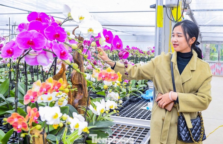 Hiện vườn lan có khoảng 20 màu hoa khác nhau, được chia làm 3 đợt nở nhằm phục vụ thị trường Tết. Đợt 1 bắt đầu từ đầu tháng Chạp, đợt 2 vào khoảng rằm tháng Chạp và đợt 3 từ ngày 20-25 tháng Chạp âm lịch để người tiêu dùng có nhiều lựa chọn. “Lan hồ điệp không cần dùng chất kích thích mà chủ yếu bật ngồng khi có sự chênh lệch nhiệt độ ngày đêm và thời tiết lạnh. Nhờ hệ thống nhà màng công nghệ cao, việc kích thích cây ra hoa đúng thời điểm dễ hơn”, ông Thiên cho hay.