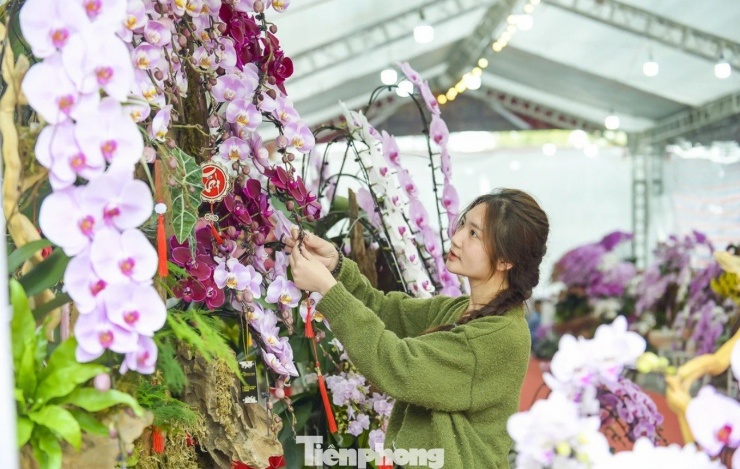 Để kịp tiến độ giao hàng, khu vườn hiện duy trì 12 thợ cắm hoa, chia thành hai ca làm việc liên tục. Từ khâu chọn cây, tạo dáng, cố định thân, đến hoàn thiện chậu đều được thực hiện thủ công, đòi hỏi sự tỉ mỉ và kinh nghiệm. Mỗi chậu lan trước khi xuất bán đều được kiểm tra kỹ về độ nở, màu sắc và hình dáng.