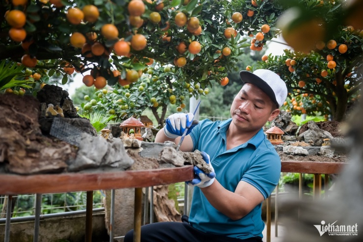 Quất tiểu cảnh gần 20 triệu/chậu ngày giáp Tết, nhà vườn Ninh Bình làm không kịp bán - 3