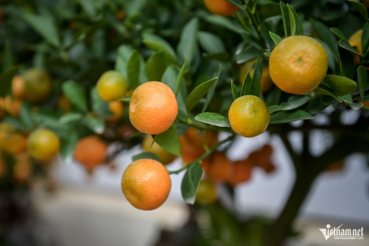 Quất tiểu cảnh gần 20 triệu/chậu ngày giáp Tết, nhà vườn Ninh Bình làm không kịp bán - 2
