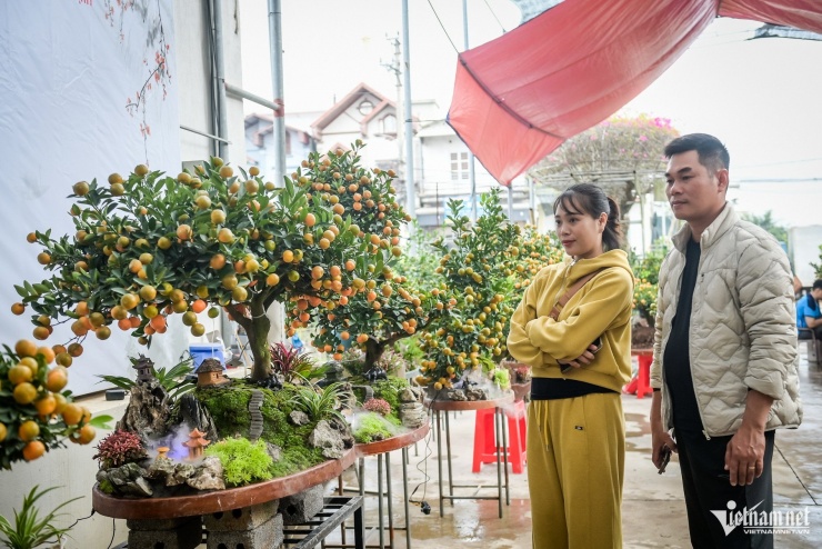 Quất tiểu cảnh gần 20 triệu/chậu ngày giáp Tết, nhà vườn Ninh Bình làm không kịp bán - 7