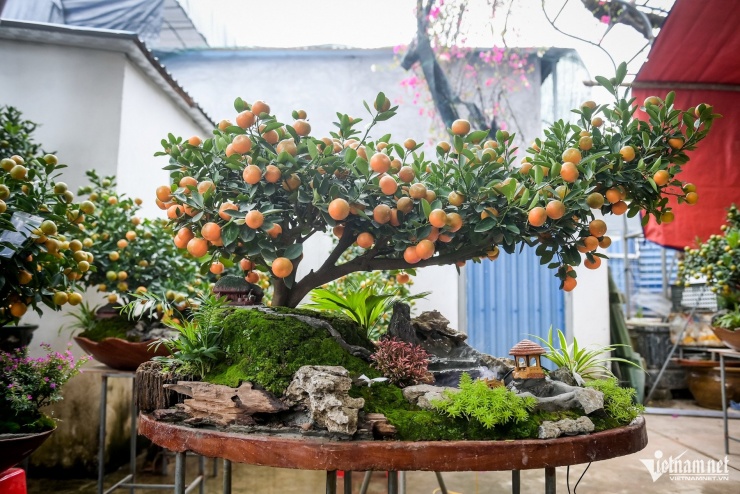 Quất tiểu cảnh gần 20 triệu/chậu ngày giáp Tết, nhà vườn Ninh Bình làm không kịp bán - 6