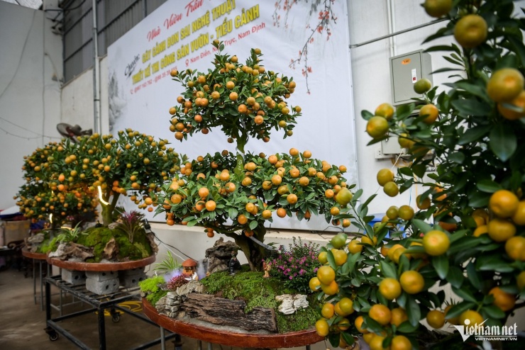 Quất tiểu cảnh gần 20 triệu/chậu ngày giáp Tết, nhà vườn Ninh Bình làm không kịp bán - 8