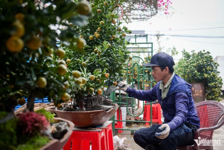 Quất tiểu cảnh gần 20 triệu/chậu ngày giáp Tết, nhà vườn Ninh Bình làm không kịp bán - 9