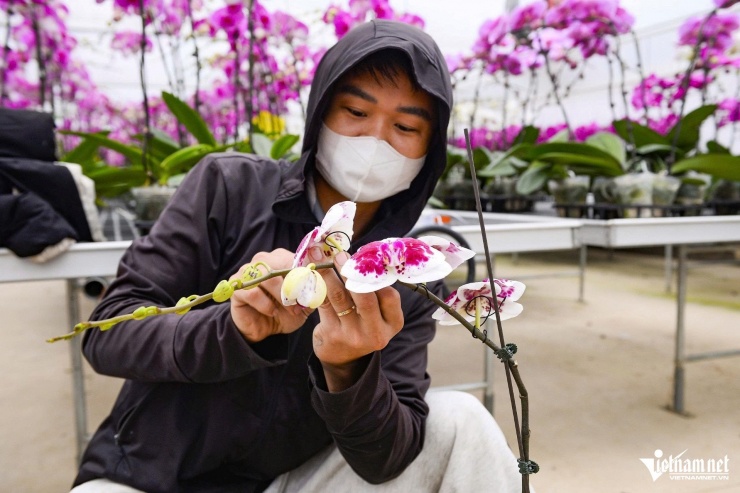 Thợ cắm hoa lan luôn "cháy việc" trong những ngày giáp Tết. Ảnh: Lê Dương