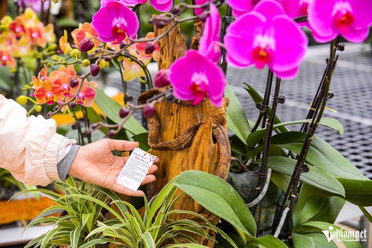 Hầu hết chậu lan đều được cắm theo đơn đặt hàng. Ảnh: Lê Dương