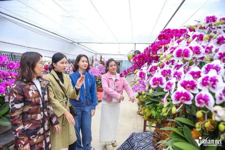 Hoa lan được nhiều khách hàng lựa chọn. Ảnh: Lê Dương