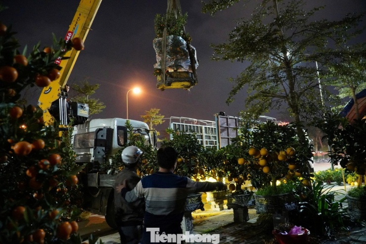 Ghi nhận trong đêm 1/2, hàng loạt phương tiện chở đầy hoa và cây cảnh liên tục đổ về khu vực này. Các tiểu thương tất bật bốc dỡ hàng hóa, đưa cây xuống xe, chỉnh sửa, đặt vào chậu và sắp xếp ngay ngắn để kịp mở bán từ sáng sớm.