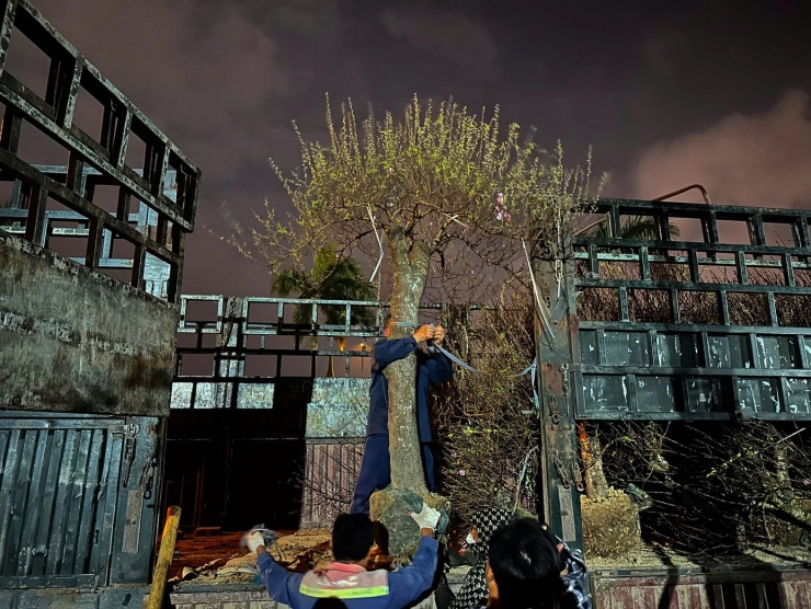 Hoa Tết được vận chuyển xuyên đêm, tập kết về các tuyến phố trung tâm. Hoạt động bốc dỡ, mua bán diễn ra nhộn nhịp, chuẩn bị phục vụ thị trường Tết.