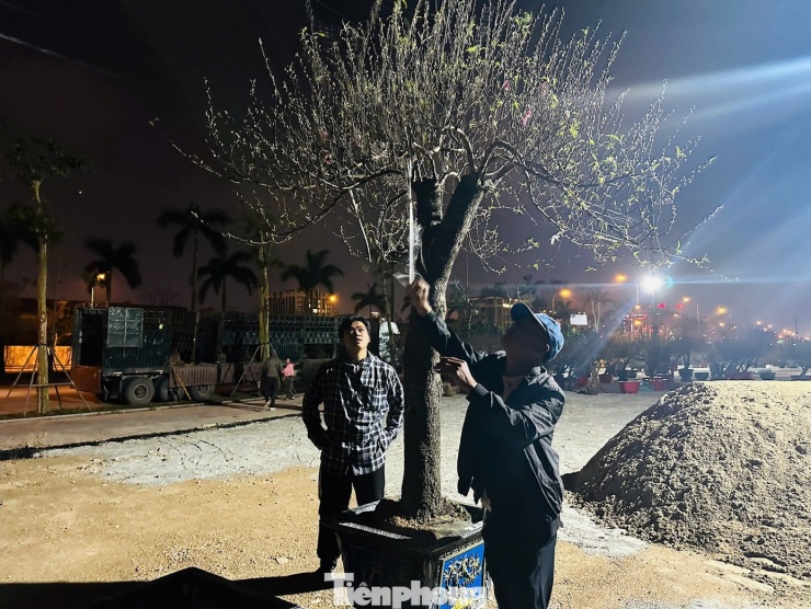 "Năm nay gia đình tôi đưa hơn 4.000 gốc gồm mai, đào, bưởi, quất để về phục vụ thị trường dịp Tết. Như đêm hôm nay vận chuyển về 5 xe, khoảng 200 gốc hoa và cây cảnh, gia đình phải thuê theo từng tốp thợ để vận chuyển. Xe về đến Hà Tĩnh lúc nào thì làm lúc đó, hầu như 3 ngày nay làm việc xuyên đêm", ông Nguyễn Văn Đồng (tiểu thương bán cây cảnh) chia sẻ.