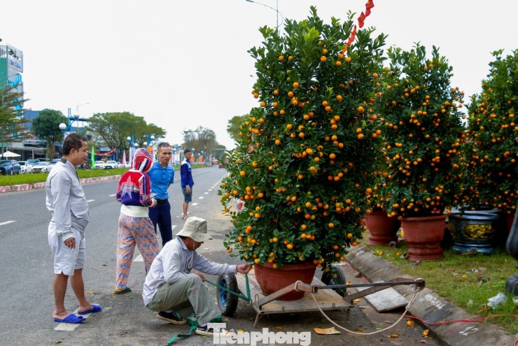 Những ngày này, dọc các tuyến đường Hoàng Thị Loan, Nguyễn Sinh Sắc, Hồ Tùng Mậu… (TP. Đà Nẵng), hàng loạt cây quất cảnh có giá trị cao được các nhà vườn đưa xuống phố trưng bày, buôn bán phục vụ thị trường Tết. Ảnh: Duy Quốc.