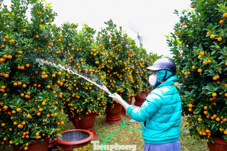 Theo ghi nhận, năm nay quất cảnh không chỉ đa dạng về kiểu dáng, kích thước mà còn được đầu tư kỹ lưỡng từ khâu tạo tán, uốn thế đến chăm sóc quả, lá. Nhiều cây quất “khủng” cao trên 2 m, tán rộng, quả chín đều từ gốc lên ngọn được rao bán với mức giá từ 15 đến gần 30 triệu đồng/cây.