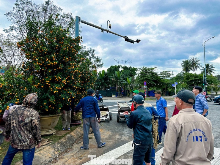 Những chậu quất dáng lớn, được tạo thế cầu kỳ, quả chín vàng ươm, được chào bán.