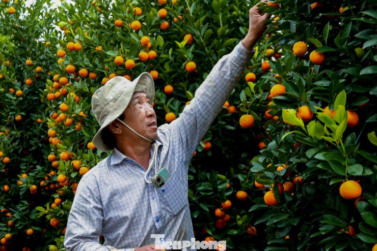 Ông Bùi Quốc Khánh (trú phường Hòa Khánh) cho biết, năm nay gia đình ông nhập về hàng trăm gốc quất với nhiều kích cỡ, giá bán từ vài triệu đến hàng chục triệu đồng mỗi cây. “Những ngày này, tôi liên tục đưa quất xuống phố để phục vụ nhu cầu sắm Tết của người dân. Trong đó, các cây quất có giá từ 1–3 triệu đồng được nhiều người đến lựa chọn và đặt mua từ rất sớm”, ông Khánh chia sẻ.