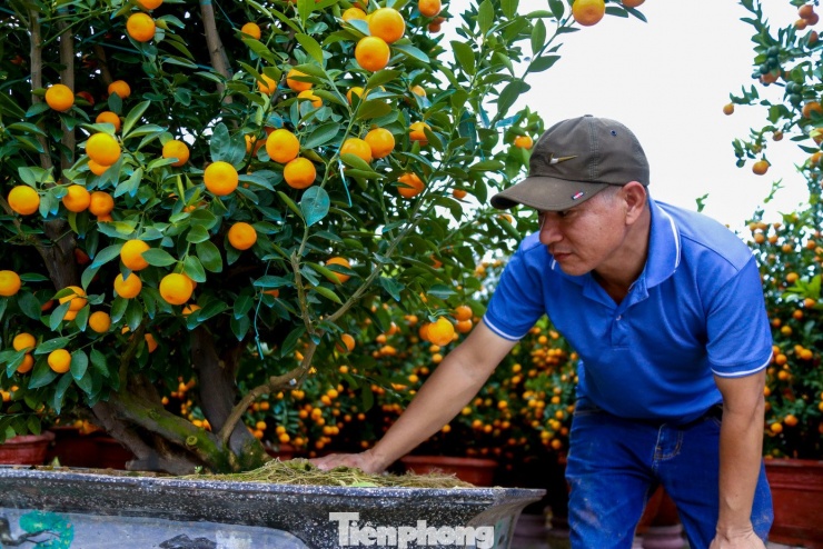 Theo ông Nhân, để có được một cây quất đạt chuẩn bán Tết, nhà vườn phải đầu tư công sức suốt cả năm, thậm chí nhiều năm liền. Từ việc chọn giống, tạo dáng, hãm hoa, dưỡng quả cho đến phòng trừ sâu bệnh đều phải tính toán kỹ lưỡng theo thời tiết.