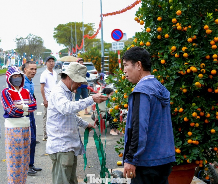 Quất 'khủng' giá hàng chục triệu đồng xuống phố đón Tết - 10