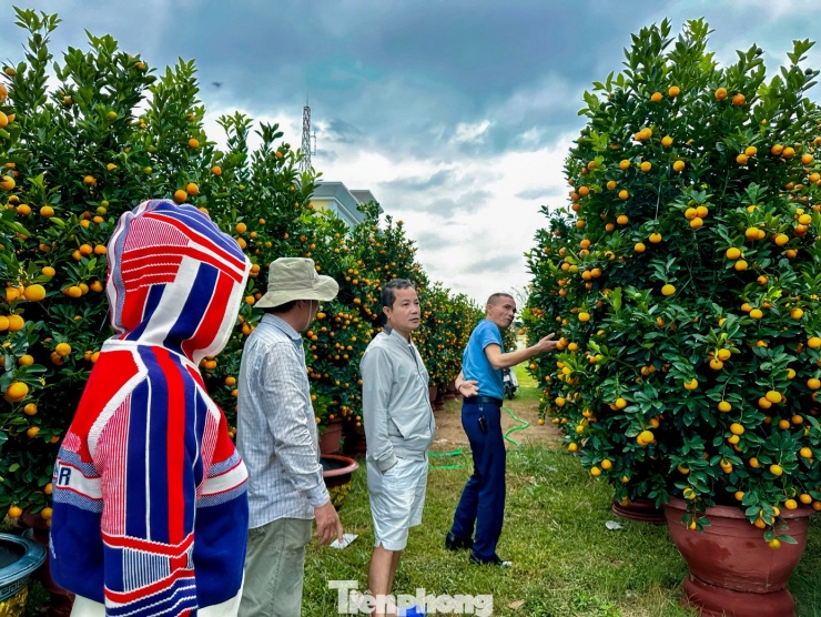 Theo các chủ nhà vườn, thời điểm này sức mua đang tăng dần, đặc biệt với các cây dáng đẹp, quả sai, chín đều. Dự kiến càng sát Tết, lượng khách đến xem và mua quất cảnh sẽ tiếp tục nhộn nhịp hơn.